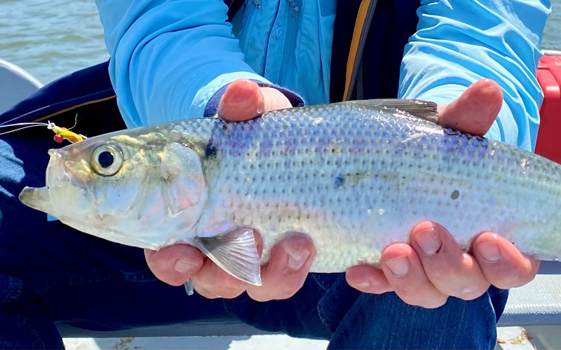 The Occoquan River Shad Run: Who Knew?