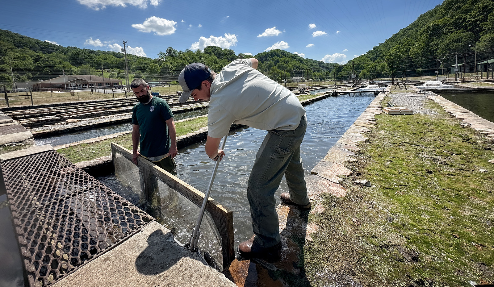 A photo of two men working outside in a concrete raceway full of fish.