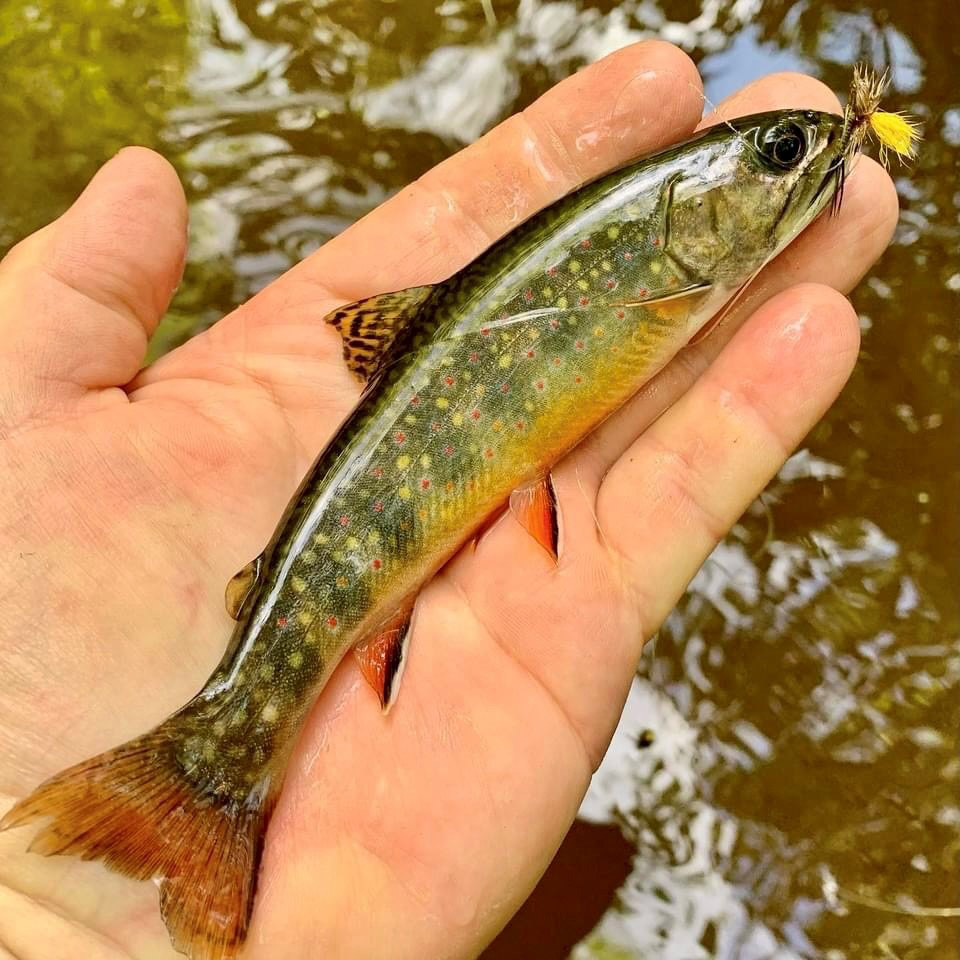 A photo of a colorful brook trout with a fly in its mouth lying on a hand with moving water beneath.