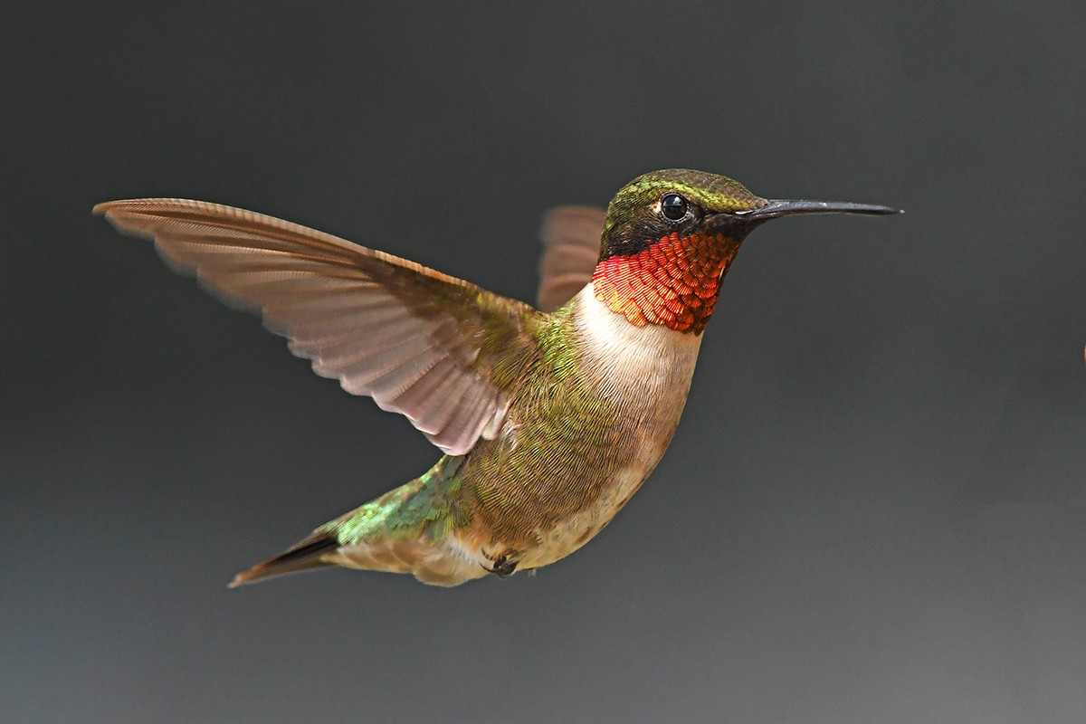An image of a male ruby throated hummingbird in flight