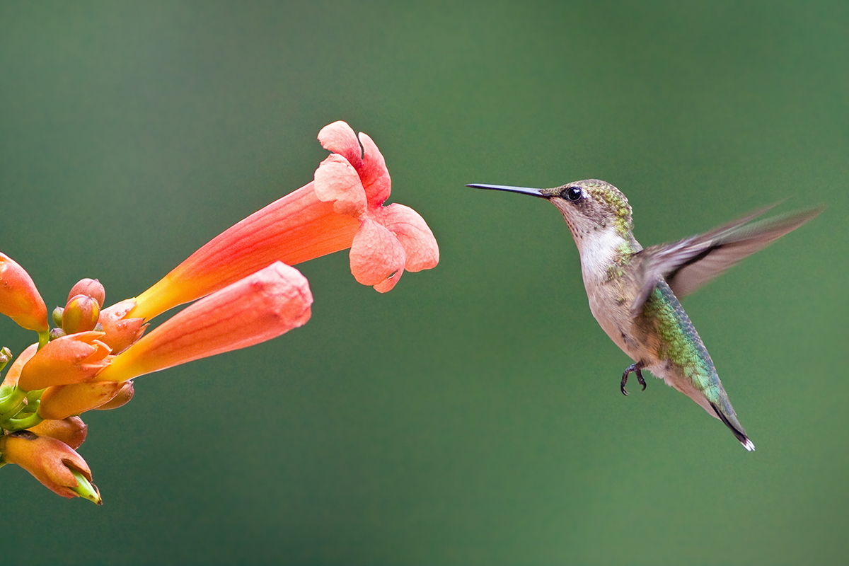 An image of a female ruby throated hummingbird which lacks the red throat of the male feeding from a orange trumpet creeper