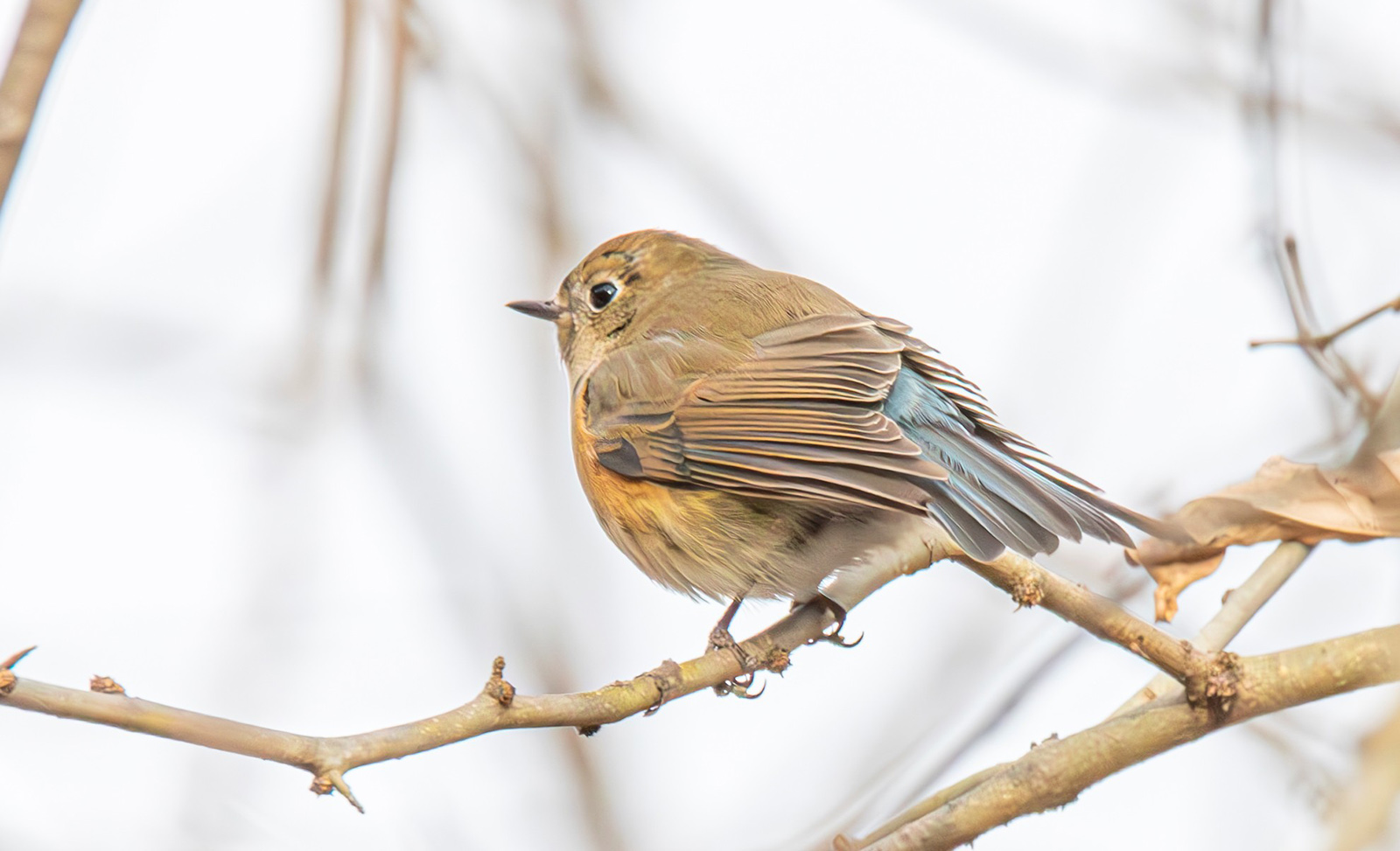 A photo of a light-brown bird with orange patches on the side of her chest and blue feathers in her tail perched on a branch.