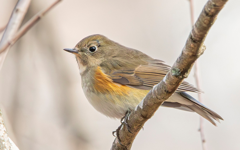 Spotted: A Superstar Red-Flanked Bluetail Far from Home