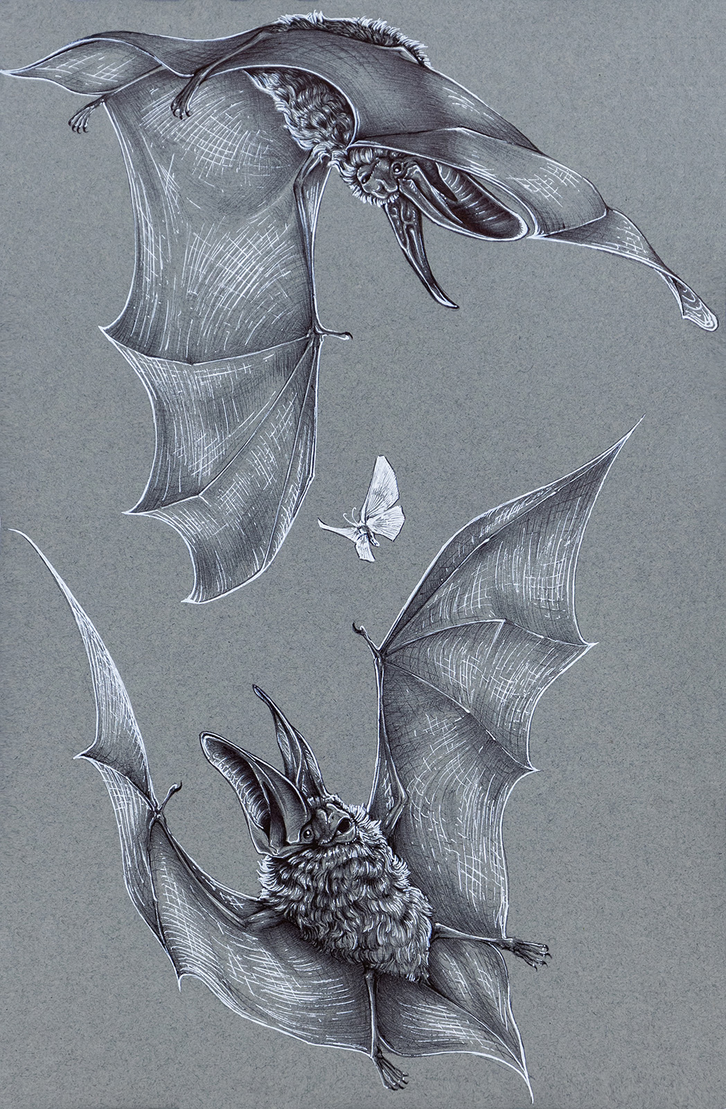 A drawing in grays of two bats flying with a moth in between them.