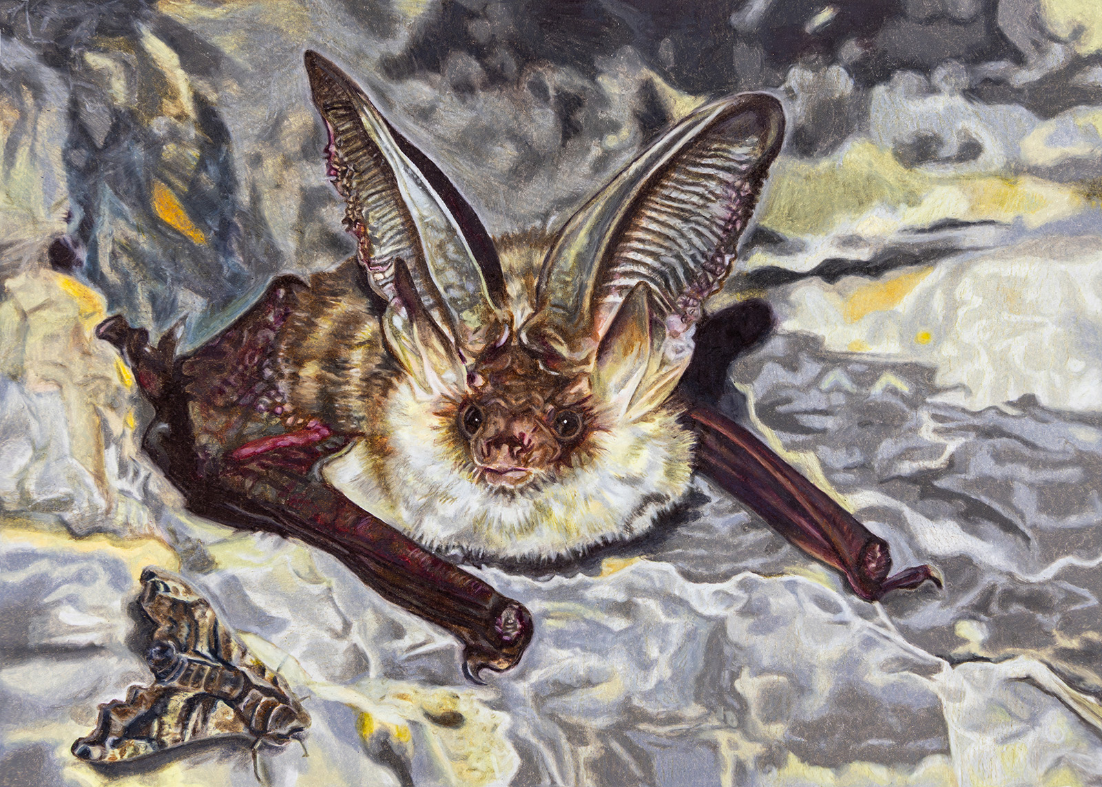A very detailed, color drawing of a bat resting on a rock with a moth next to it.