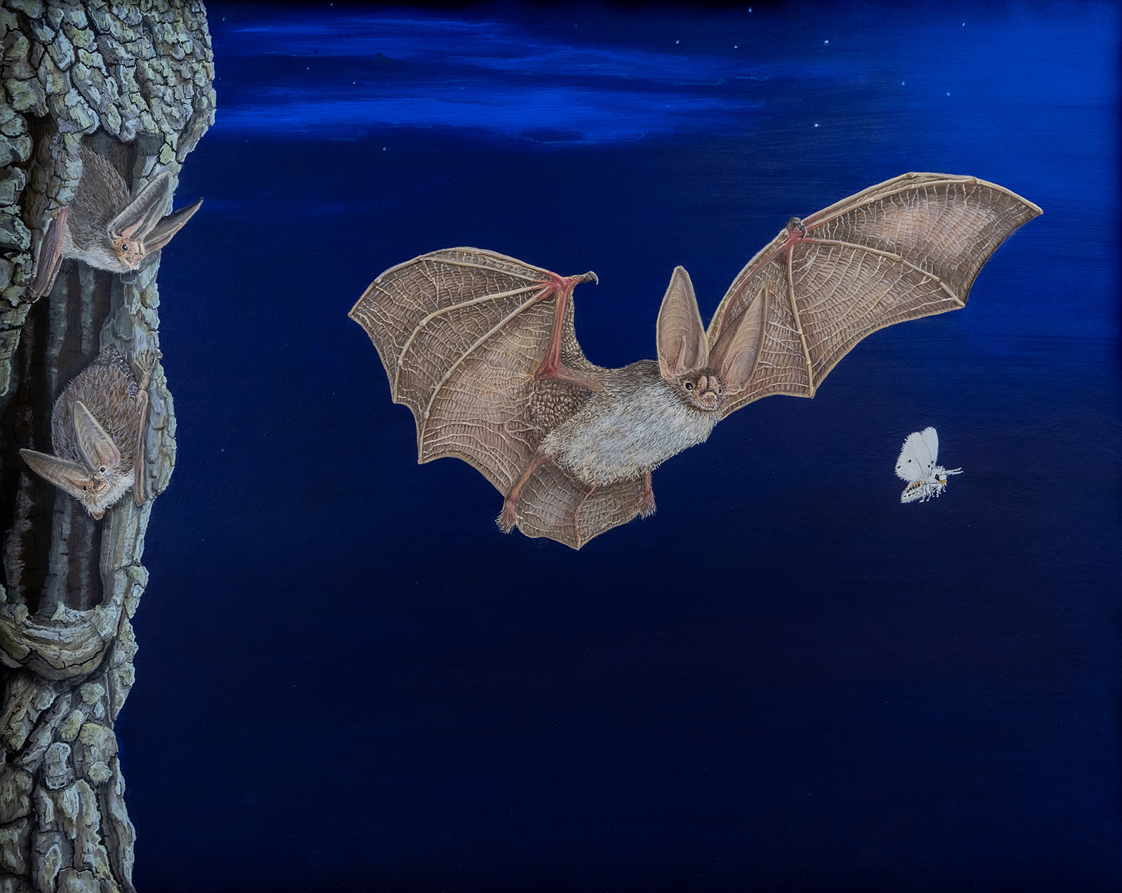 A painting of a bat and a moth flying, chasing a moth, against a vivid blue background. Two other bats are in a hole in a tree.