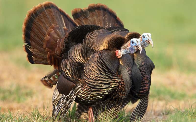 Spring Turkey Season Timing Explained Virginia DWR
