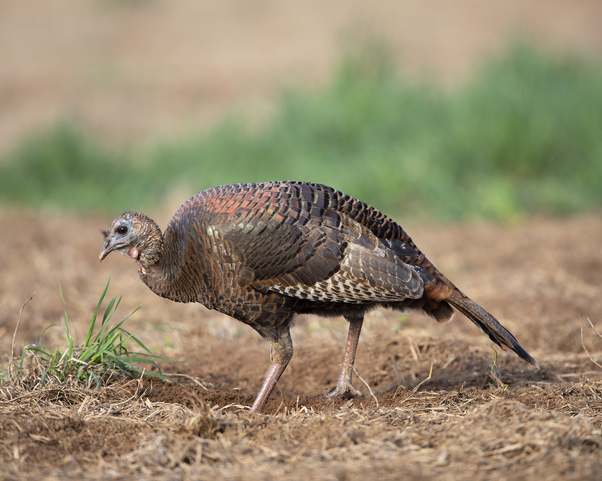 An image of a female turkey walking in a meadow