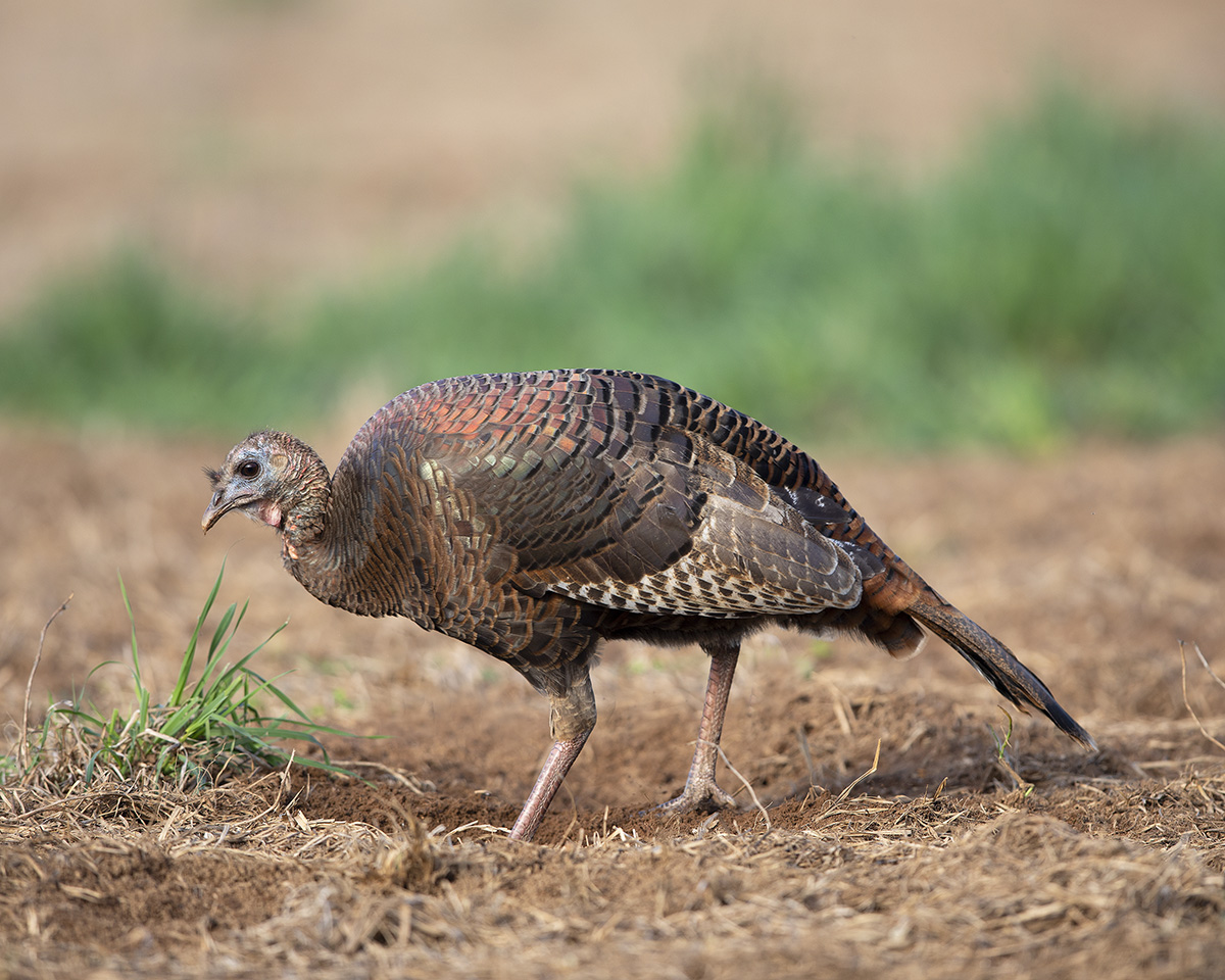 Spring Turkey Season 2025 Kansas Iris Christyna