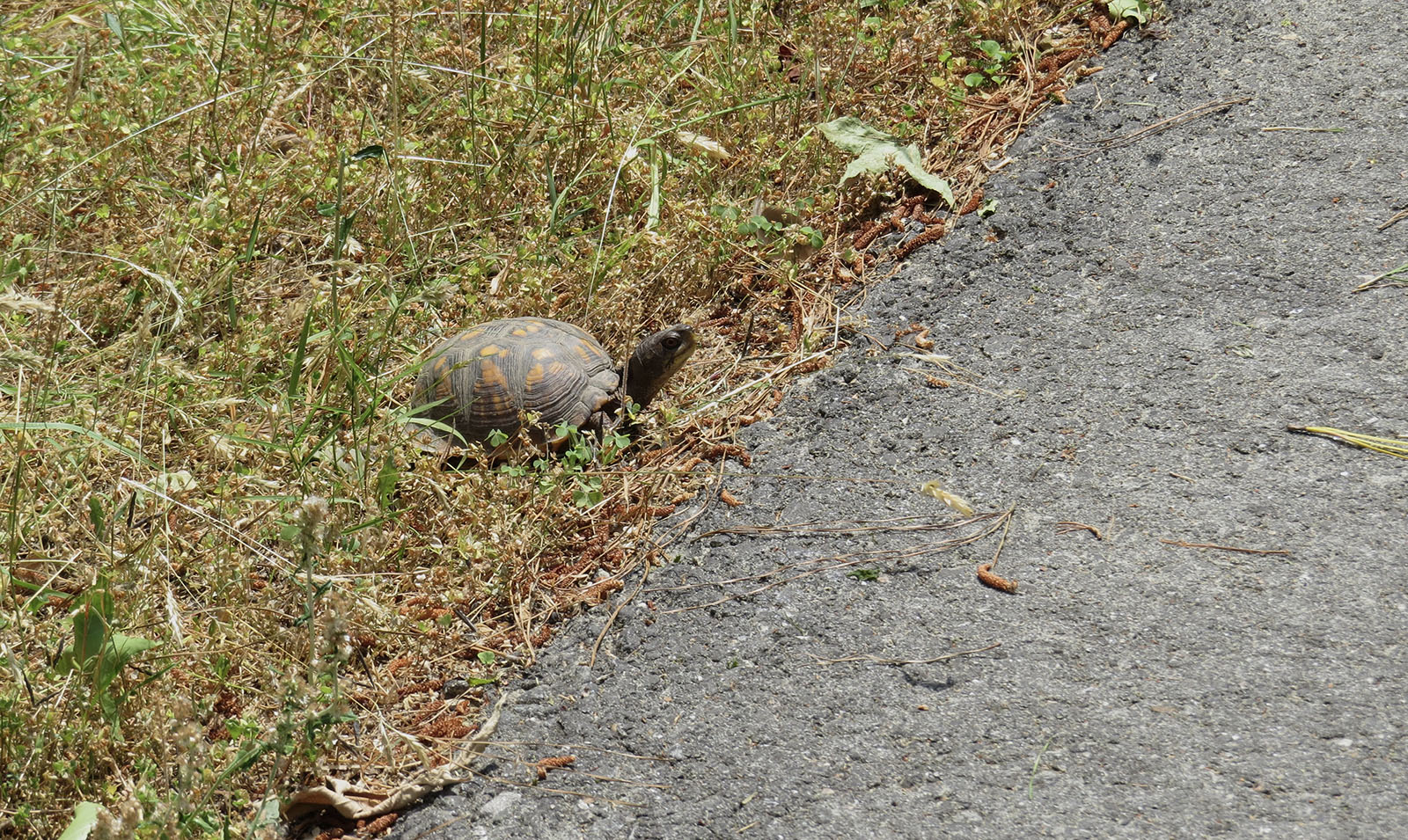 A photo of a brown and orange box turtle in the grass at the very edge of a paved road, facing into the road.