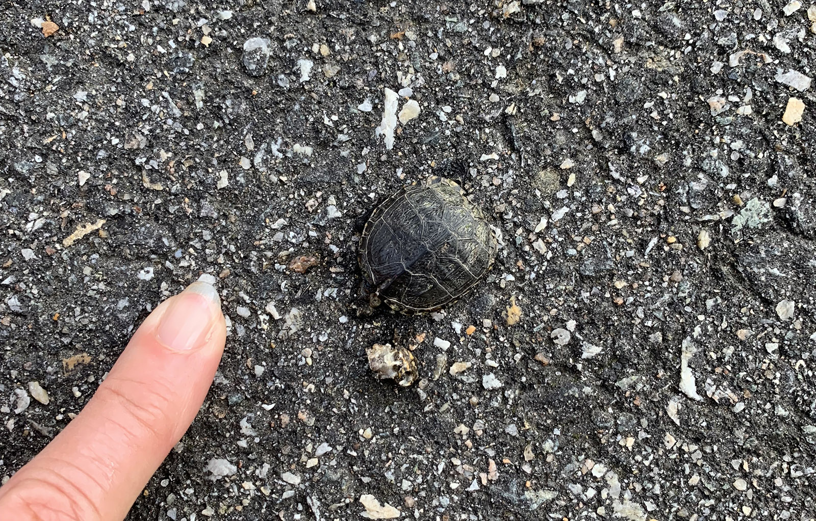 A photo of a tiny turtle on a paved road pictured next to a person's finger, showing that the turtle hatchling is barely bigger then the end of the finger.