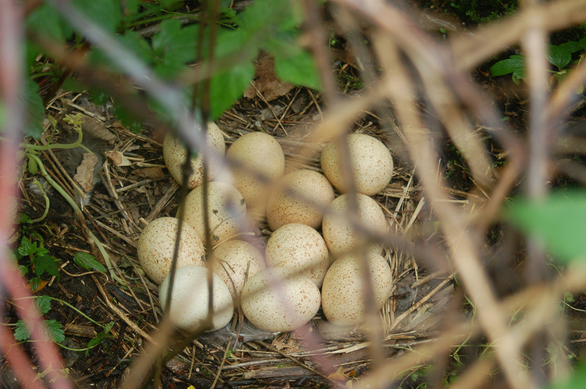 A turkey nest on the ground with 12 eggs in it; in the foreground there are out of focus branches