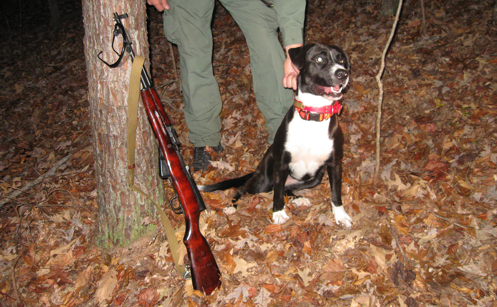 A photo taken at night of a black-and-white dog being held by the collar and posing with a gun leaning up against a tree.