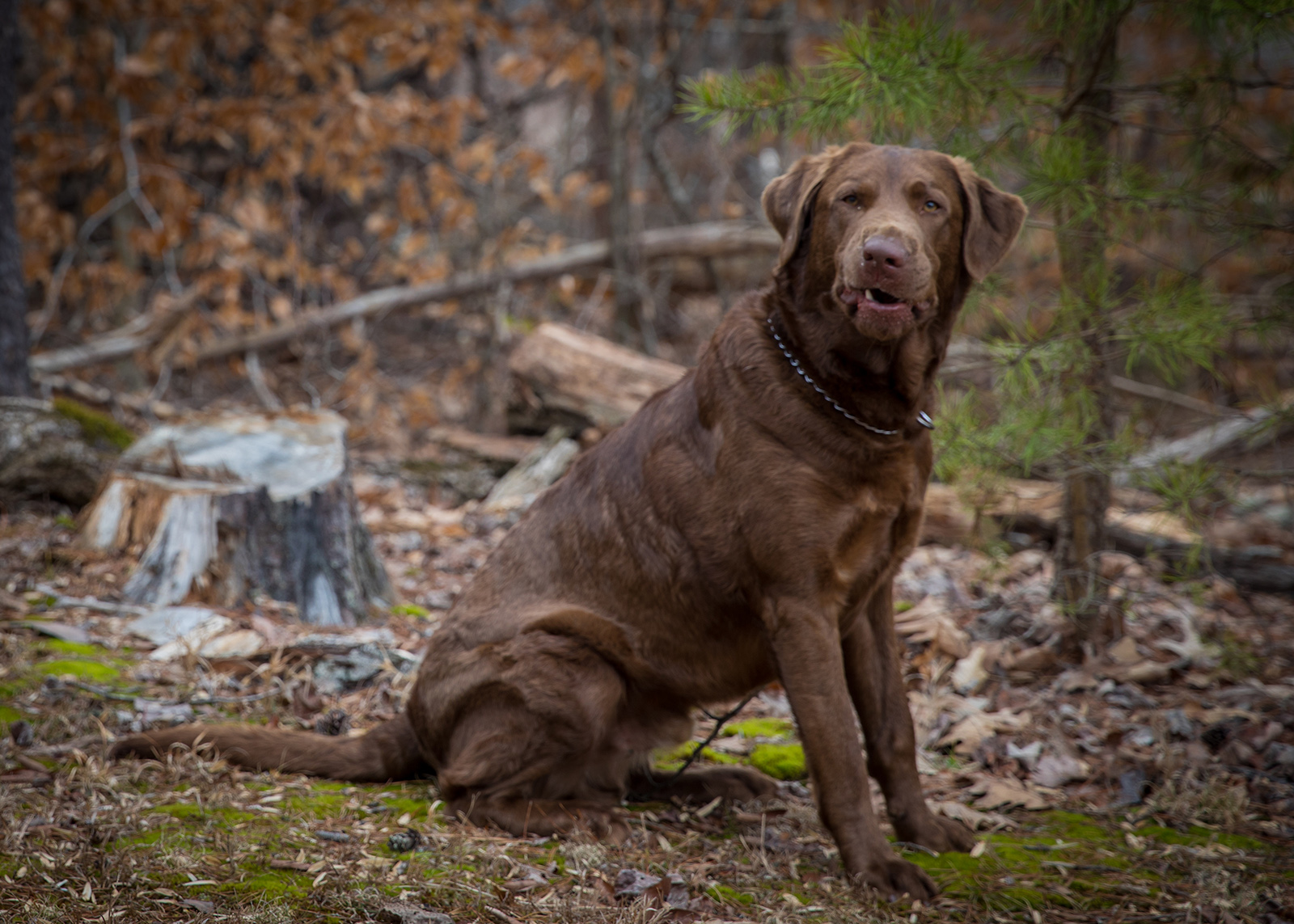 A photo of a large, brown dog sitting next to the woods with a funny expression on his face.