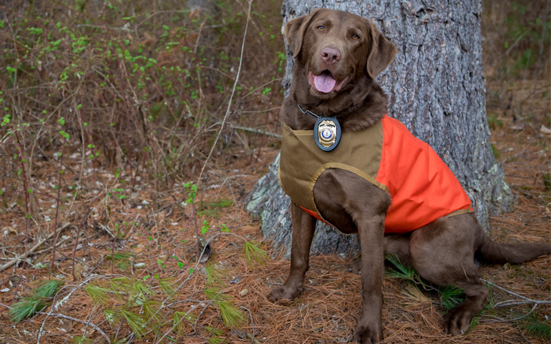 K9 Bruno Retires from DWR Conservation Police