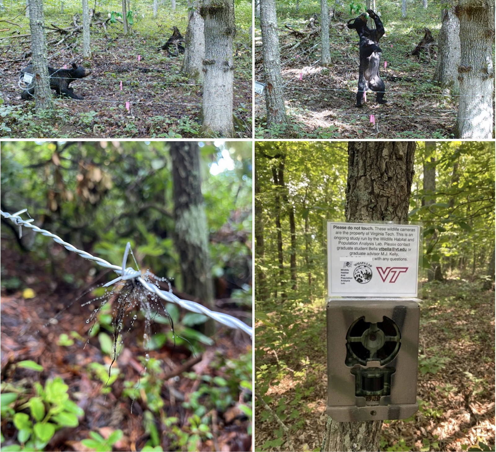 A collection of four photos, showing fences of barbed wire with tufts of bear hair, a trail camera, and a black bear crawling under the barbed wire.