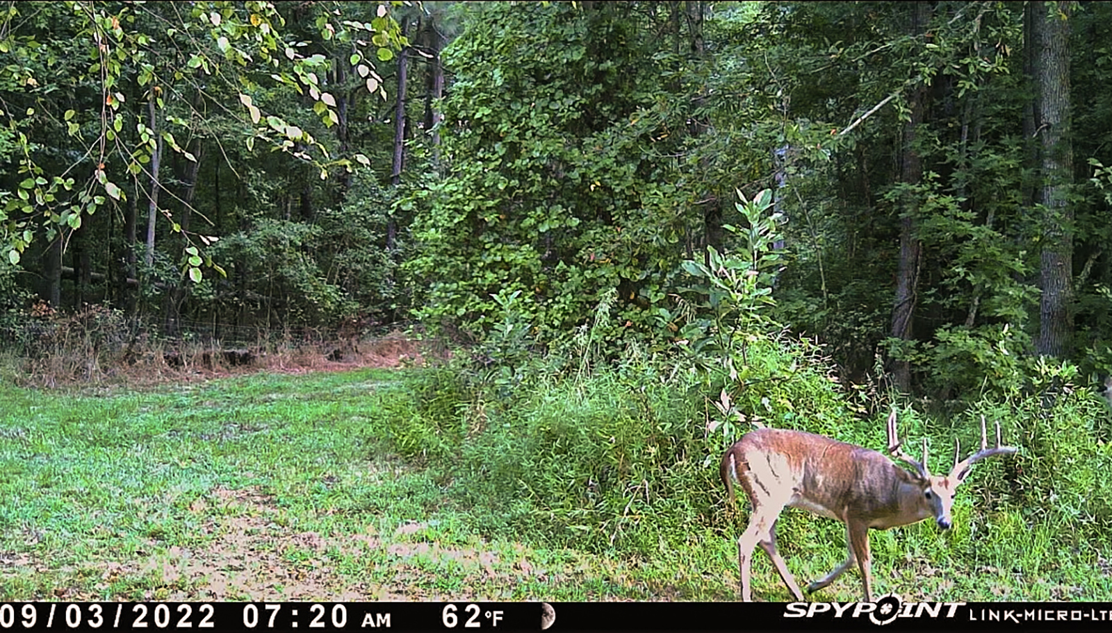 A trail camera photo of a 10-point buck in a clearing in the woods with lush green vegetation.