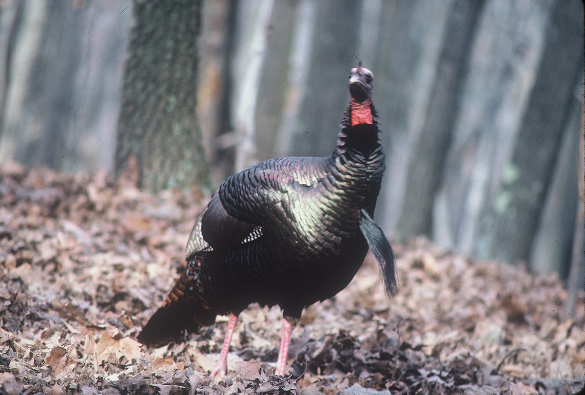 An image of a male turkey