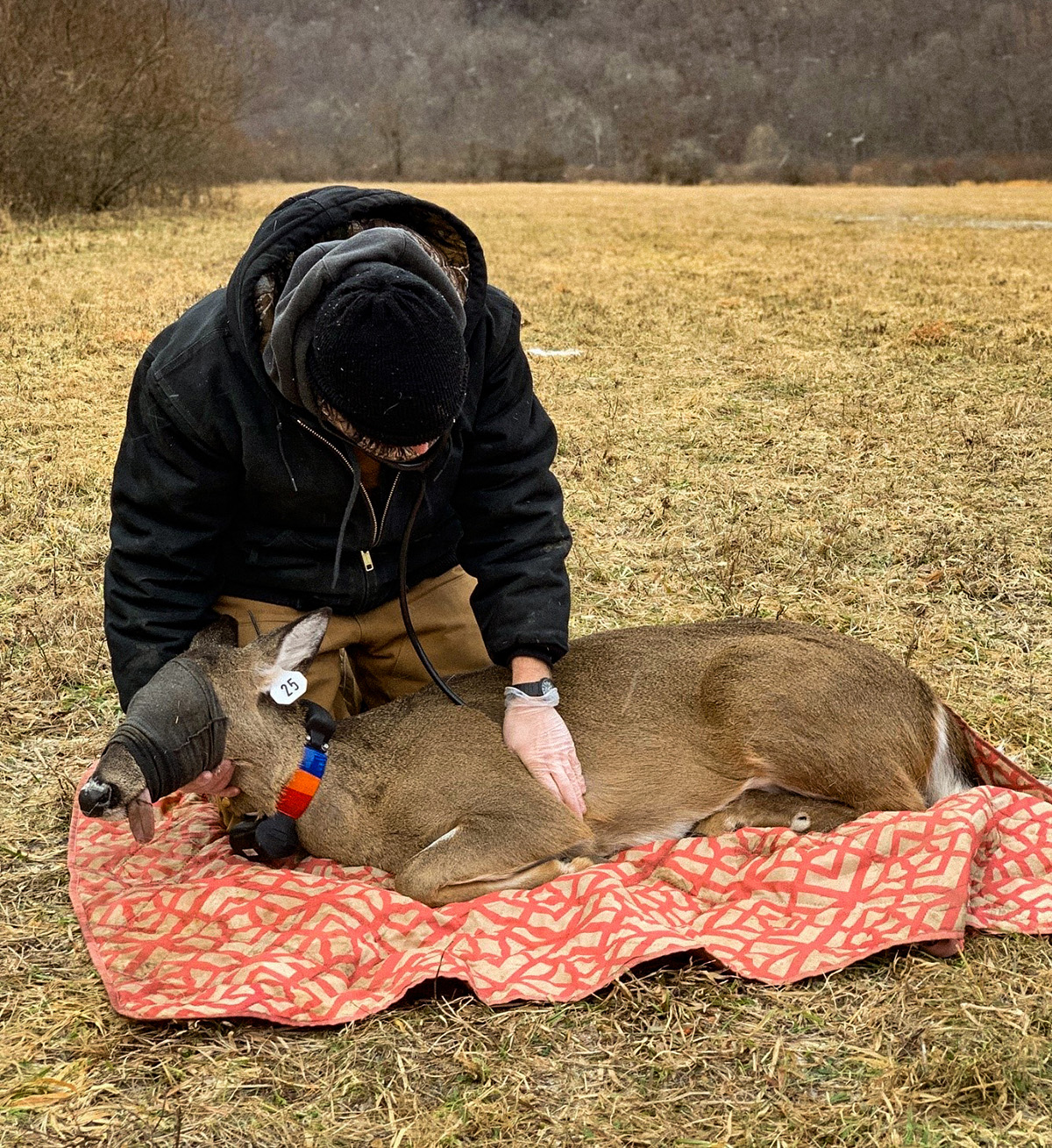 An image of a field technician listening to the heart rate of a sedated doe