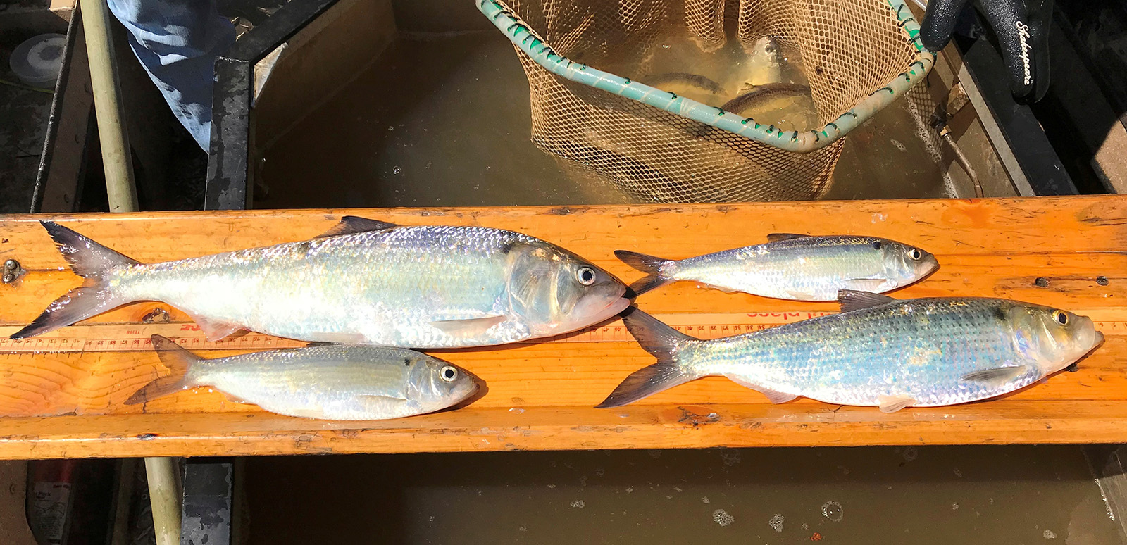 A photo of four fish of different sizes lying on a board.