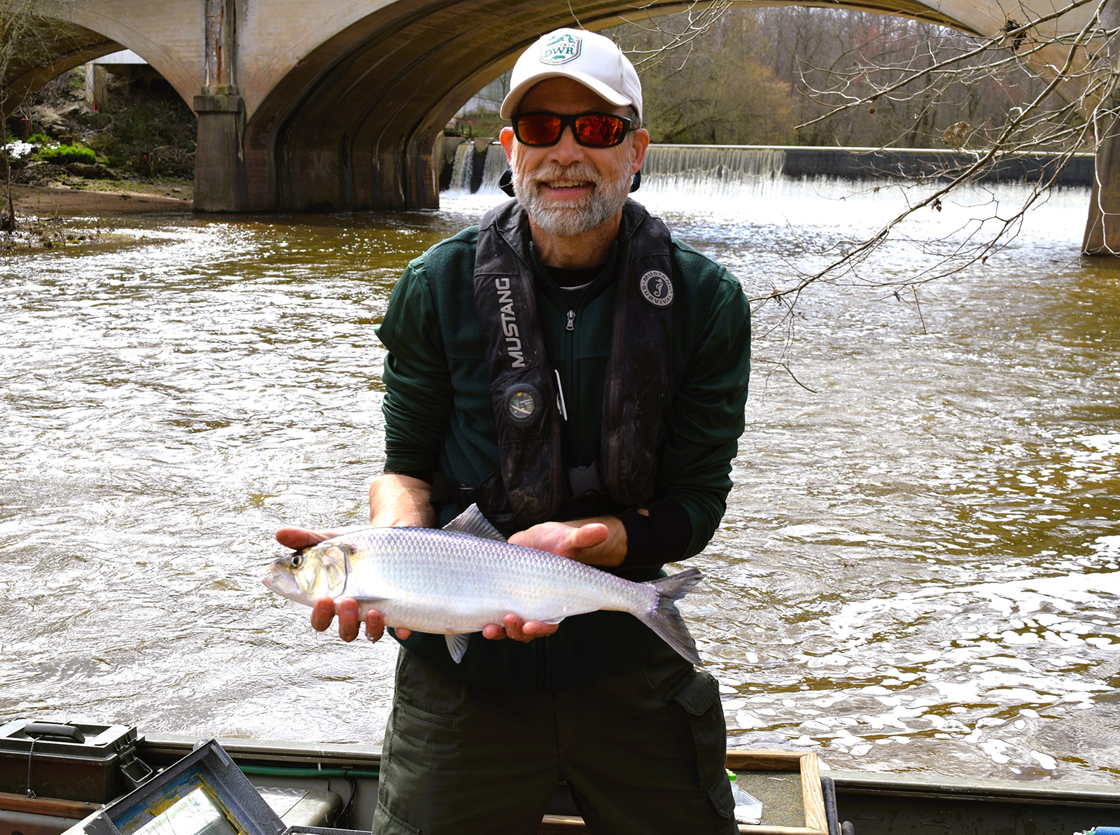 A photo of a man in DWR hat holding an American shad with the river and a bridge and dam behind him.