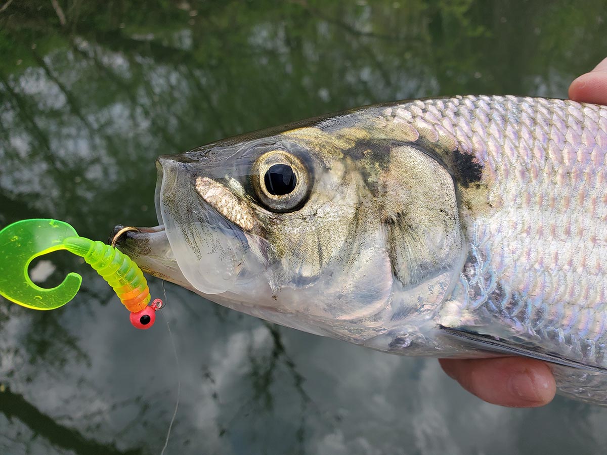 Try These Tactics for Shad Fishing