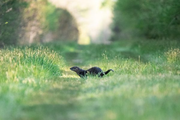 An image of an otter in a meadow