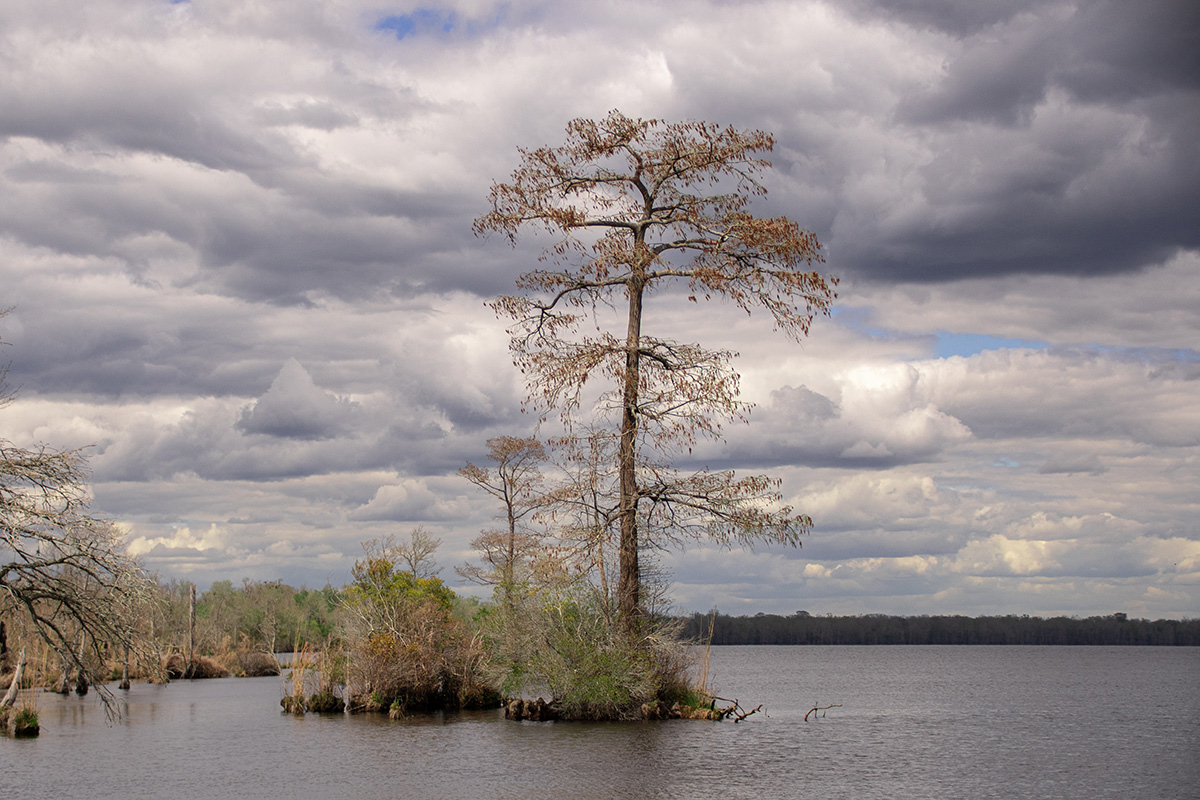 A bald cypress at Lake Drummond