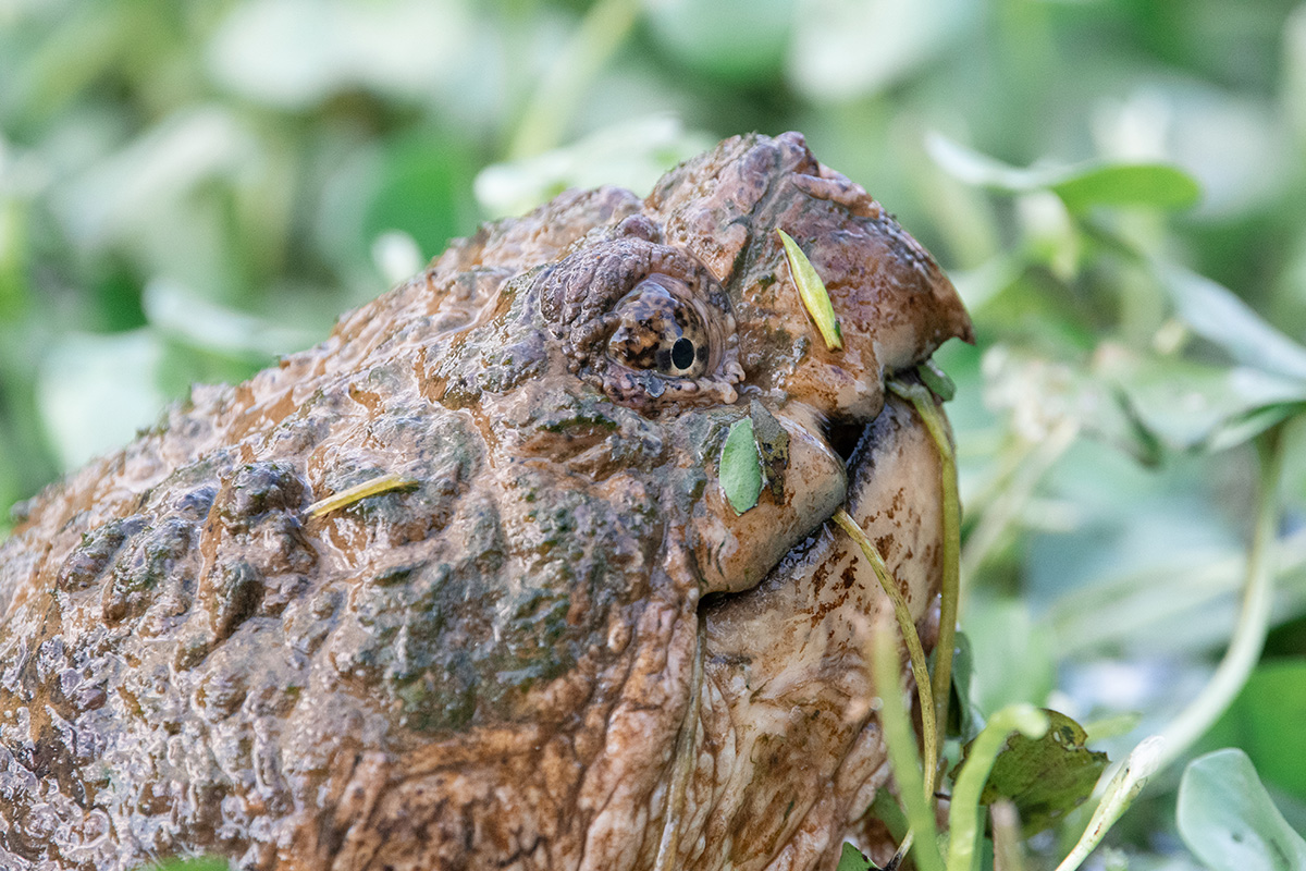 the head of a snapping turtle