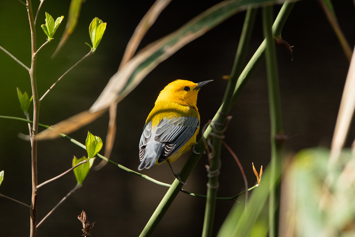 The brightly colored prothonotary warbler.