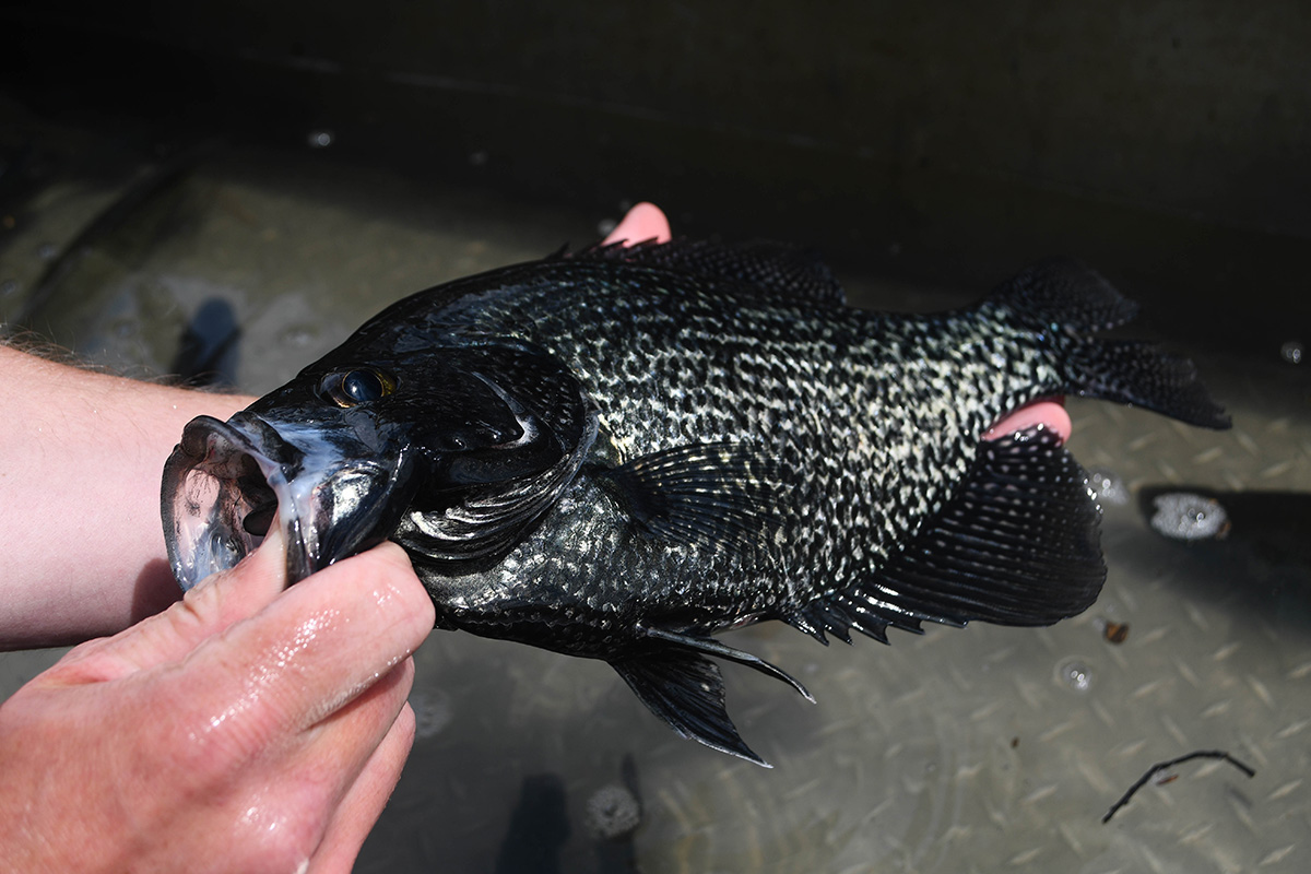 An image of a black crappie being held by a person; this fish is black with small white markings around the boarders to their fins