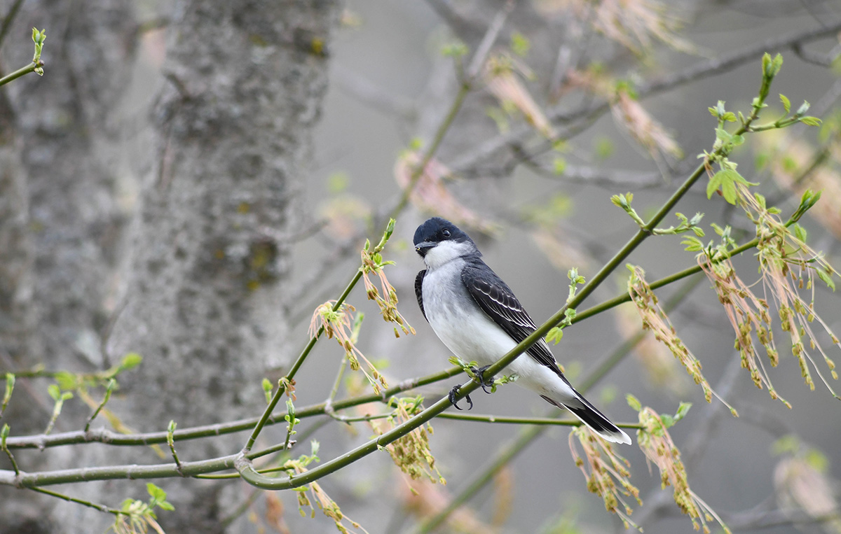 An image of a eastern phoebe sitting on the branch of a maple tree