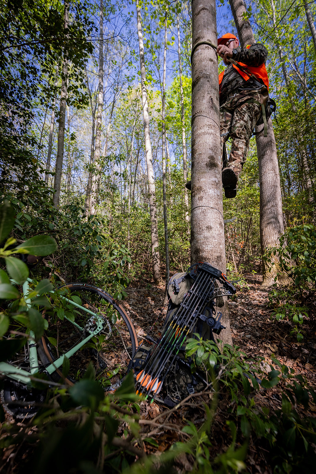 A photo of a hunter climbing a tree with a stand, with a bike hidden in shrubs nearby.