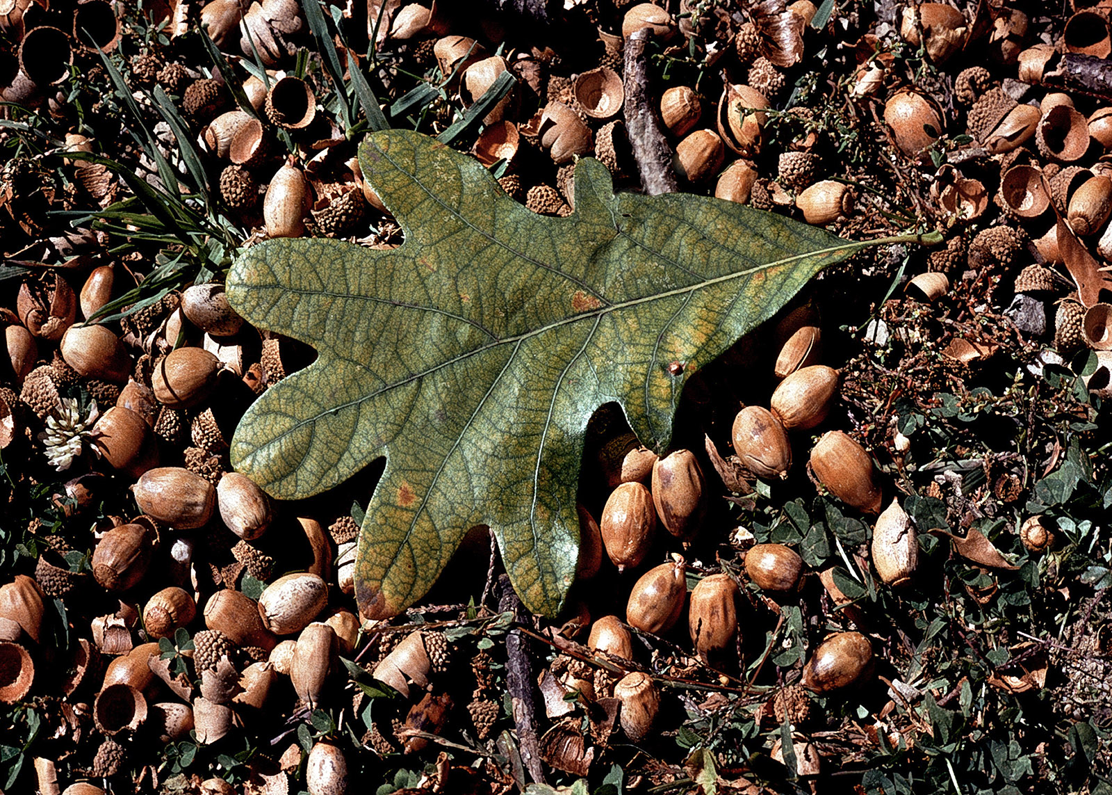 A photo of a white oak leaf on the ground surrounded by white oak acorns.