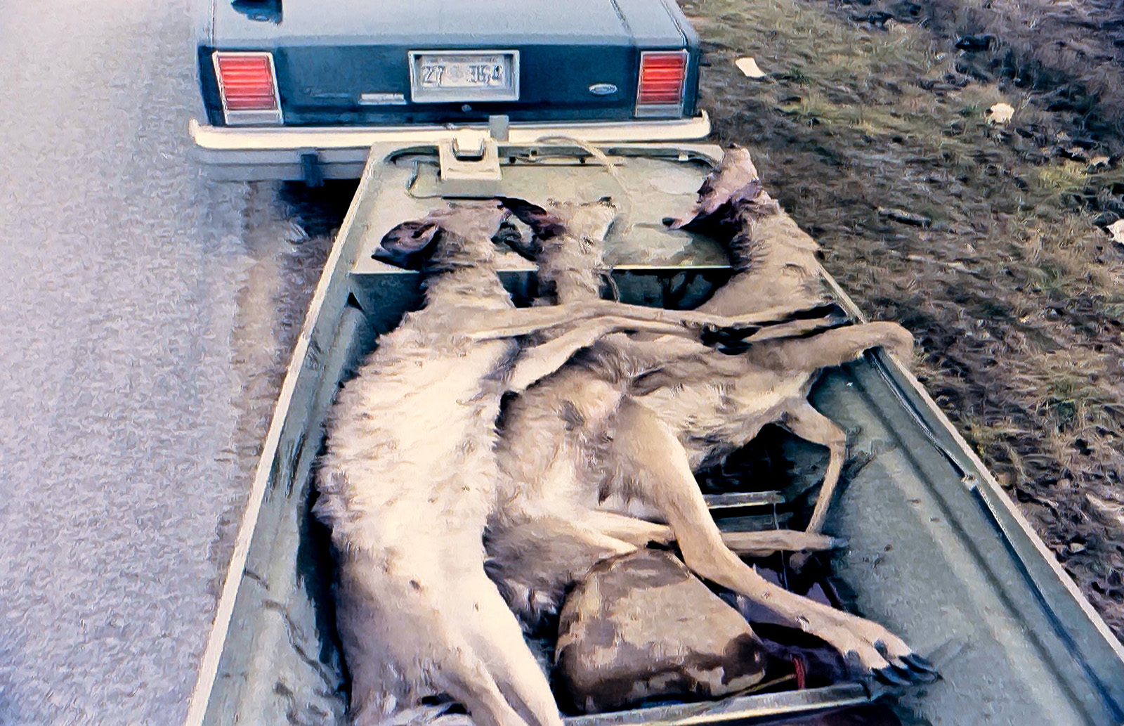 A photo of three dead deer in a job boat being pulled behind an old police car.