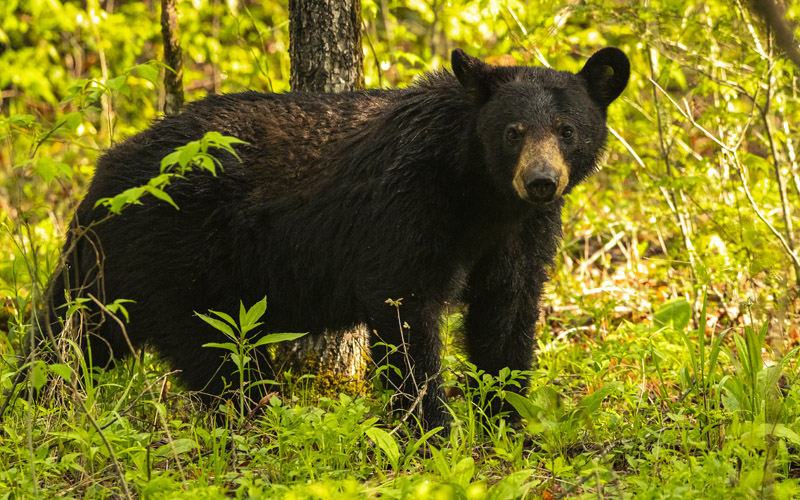 Mange and What It Means for the American Black Bear