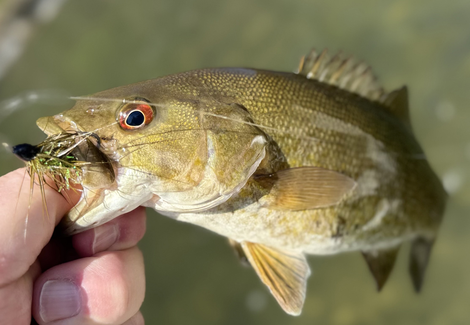 A close-up of a hand holding a smallmouth bass out of the water with a fly visible in its mouth.