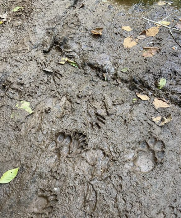 A photo of multiple animal tracks in mud.
