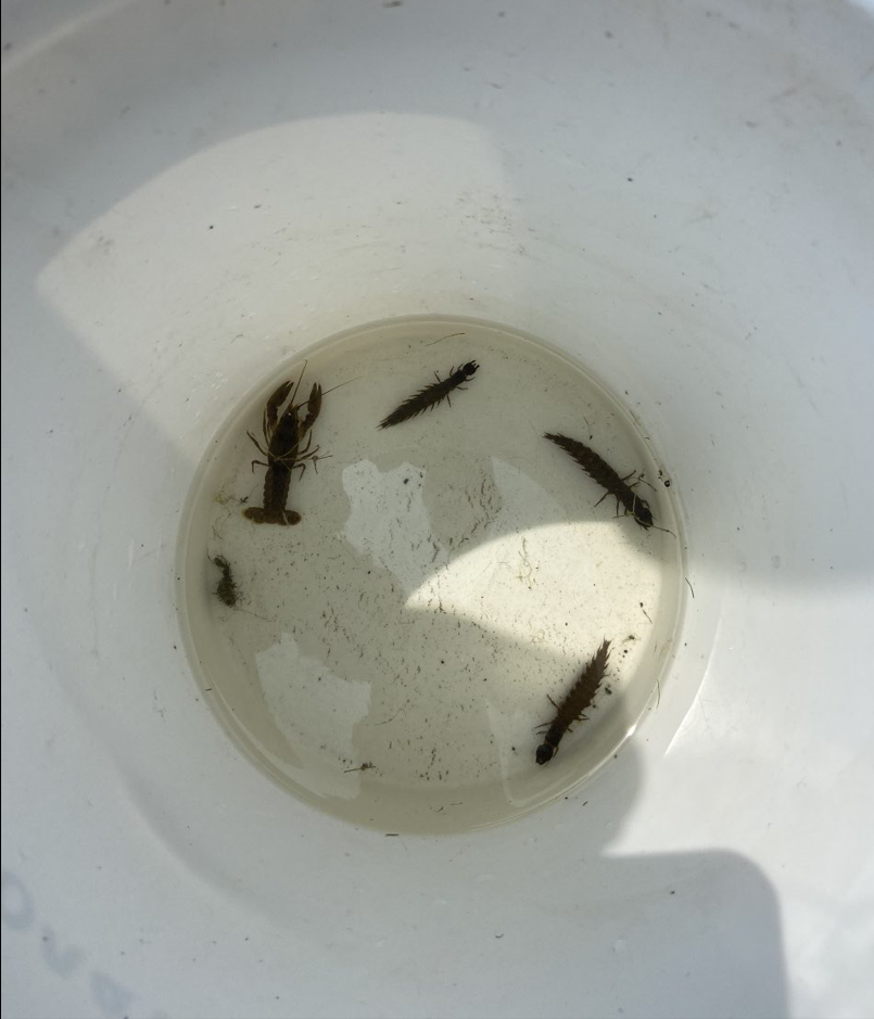 A photo of a crayfish and other invertebrates in a small amount of water in the bottom of a white bucket.