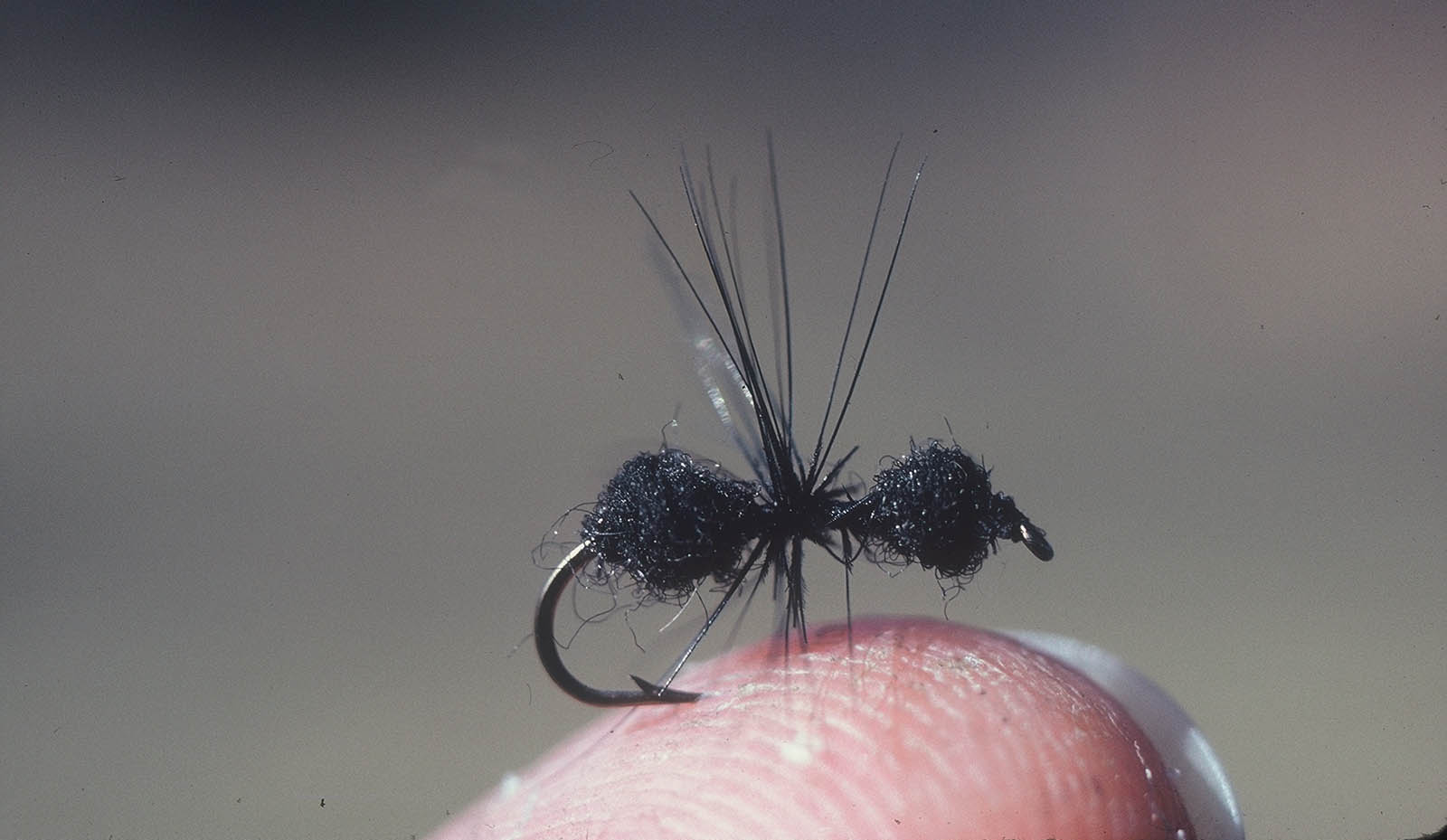 An image of a minuet fishing fly tied to appear to be a black ant which is effective in catching Panfish in the summer.