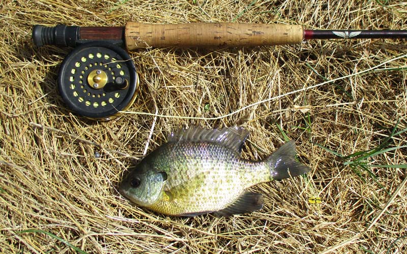 Summer Fly-Fishing Tactics for Panfish - Fly Fisherman