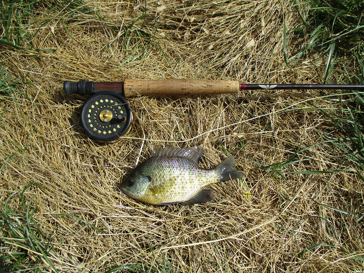 Bluegill are my guilty pleasure, and these 2 and 3 wt rods are my