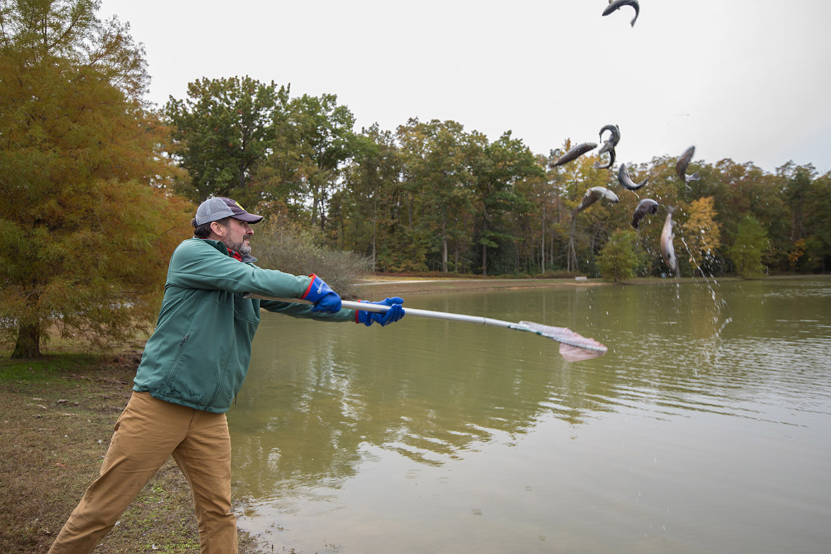 An image of a green jacketed man stocking trout using a net to disperse them into a lake at Dorey park.