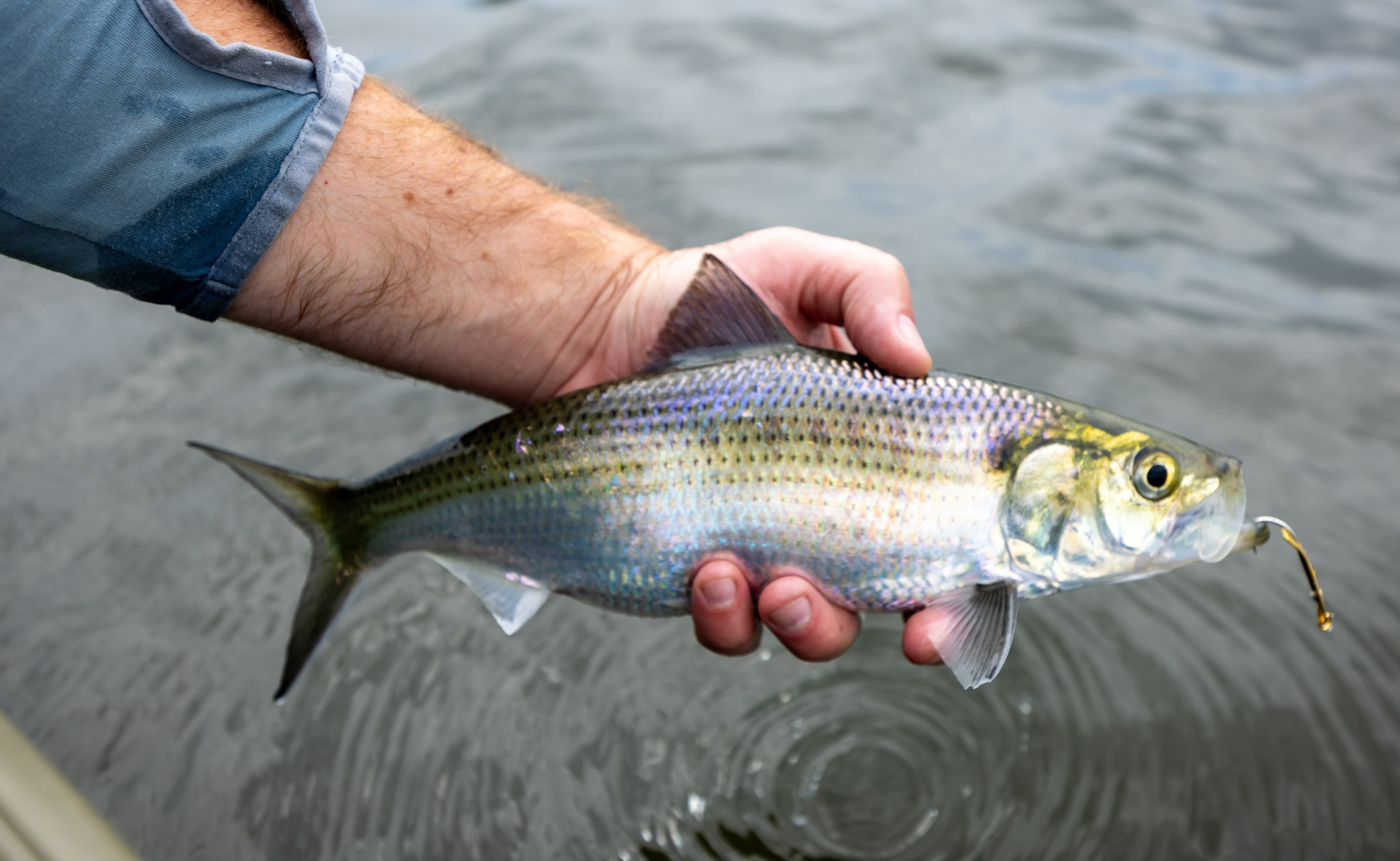 A photo of a man's hand holding a fish up out of the water.