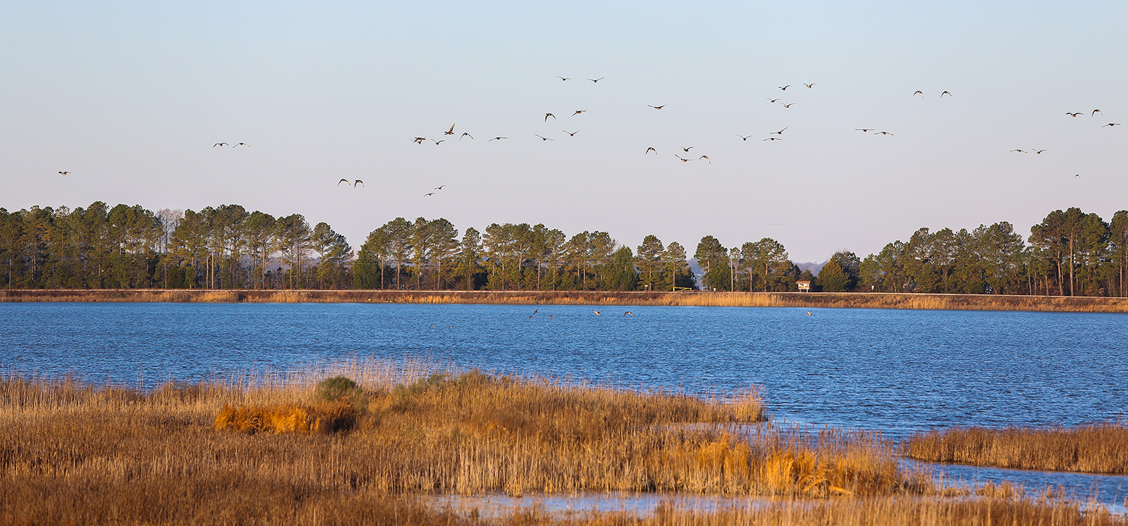 A photo of water with trees in the background and marshy grasses in the foreground.
