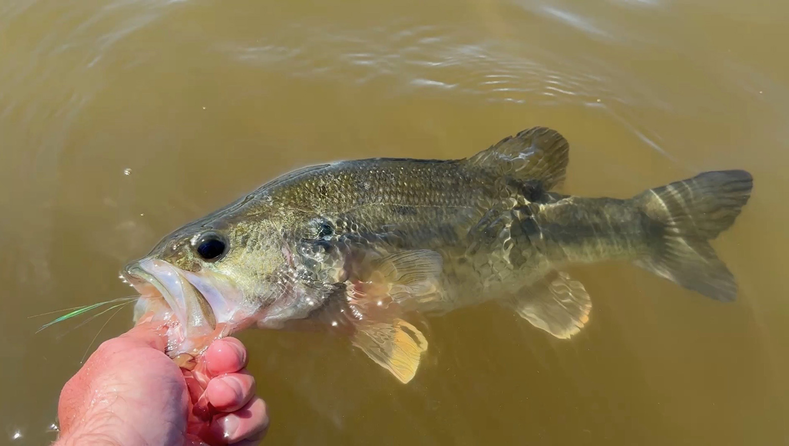 A photo of a hand holding the mouth of a largemouth bass half in and half out of the water.