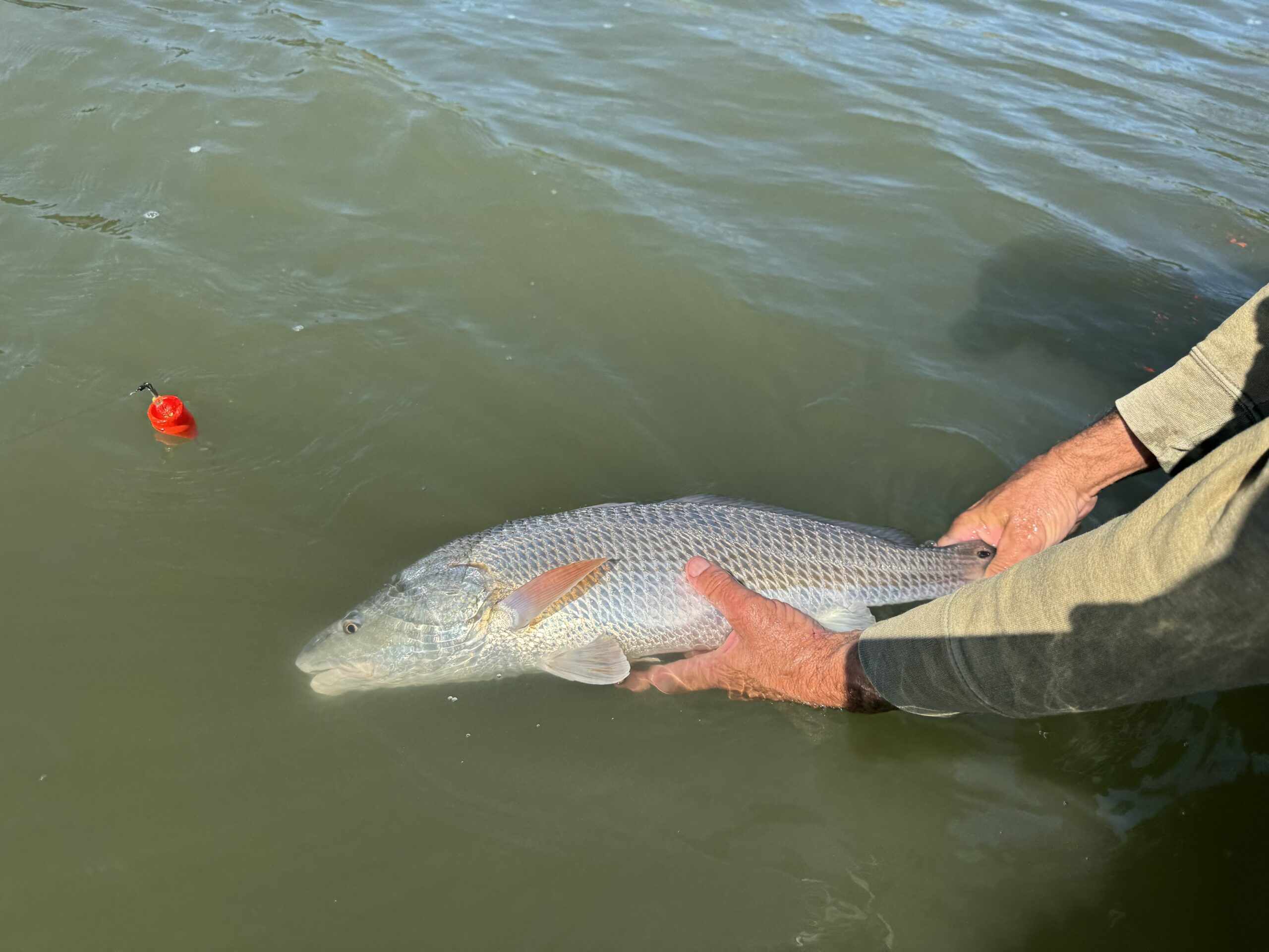 A photo of a man's hands holding onto the tail and body of a large fish in the water.