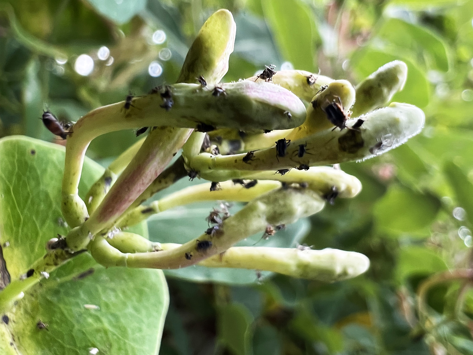 A close-up photo of small black bugs on flower buds.