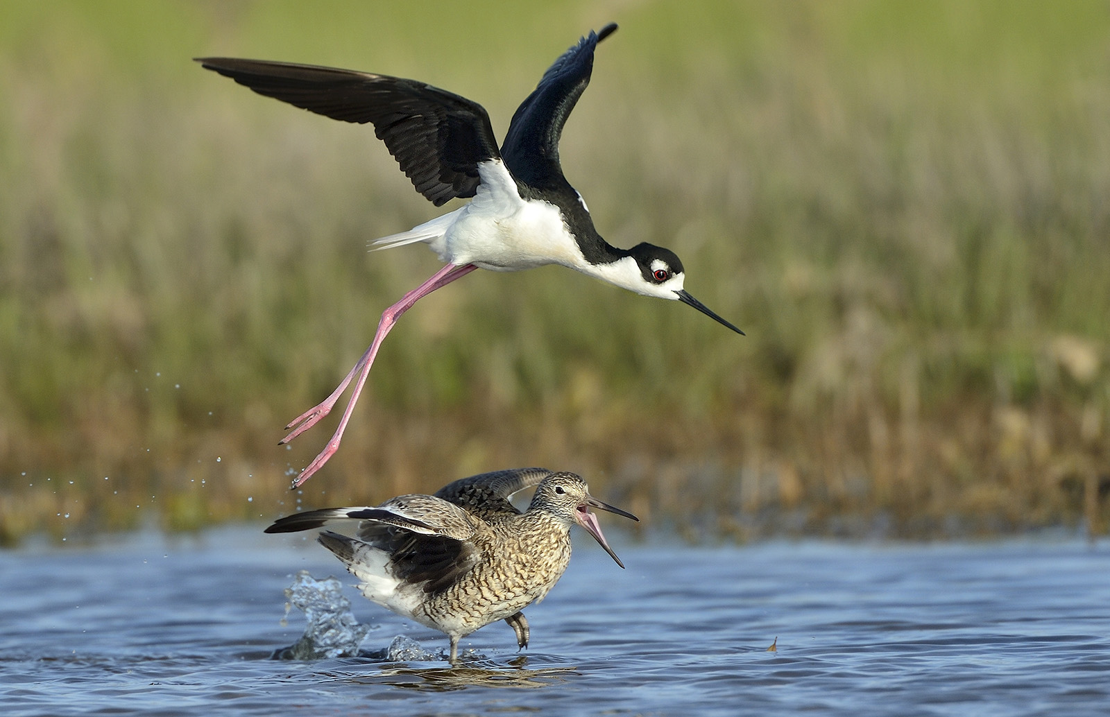A photo of a black-and-white bird flying just over a mottled brown bird in a marsh.
