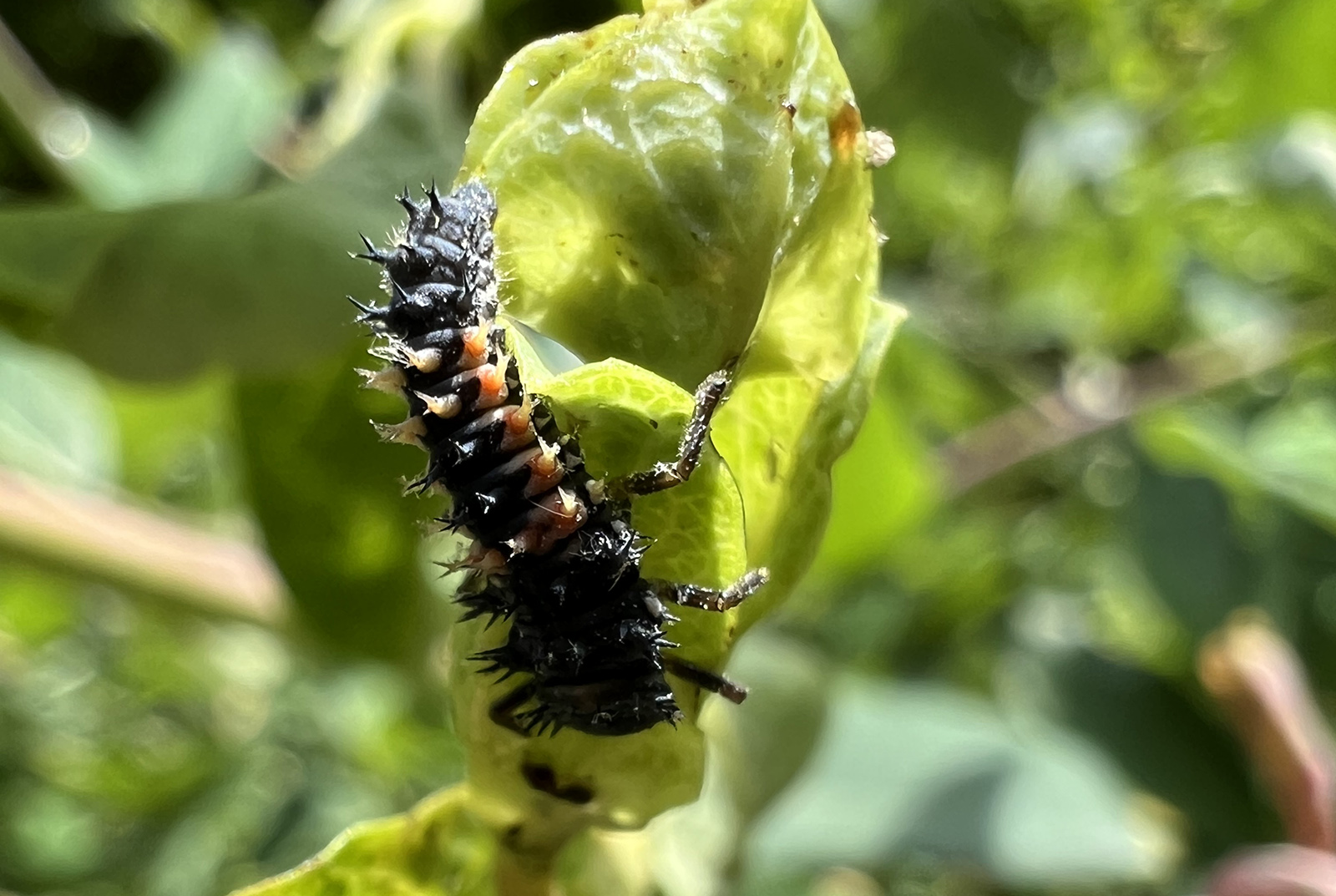A close-up photo of a black and red caterpillar on a leaf.